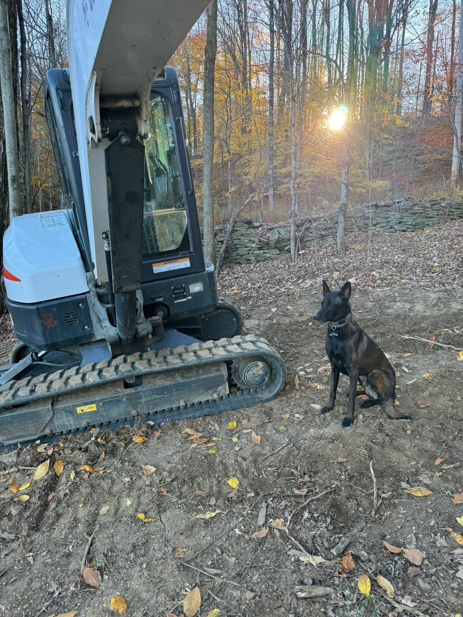 Excavator beside a sitting black dog in a wooded area at sunset