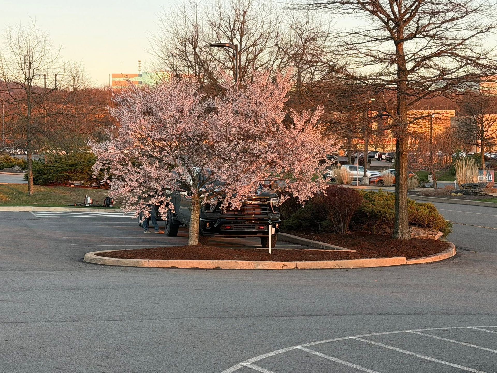 Cherry blossom tree in a parking lot island at sunset, with cars and buildings in the background