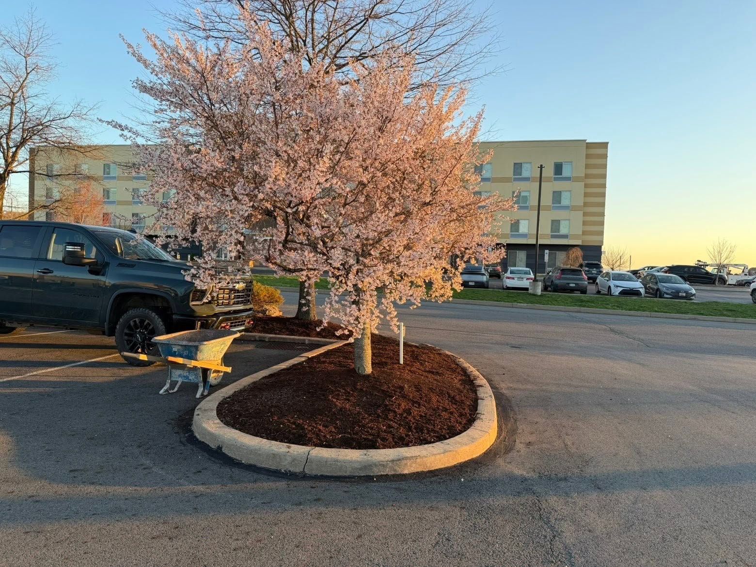 Pink flowering tree in a mulched parking lot island beside a truck and apartment building at sunset