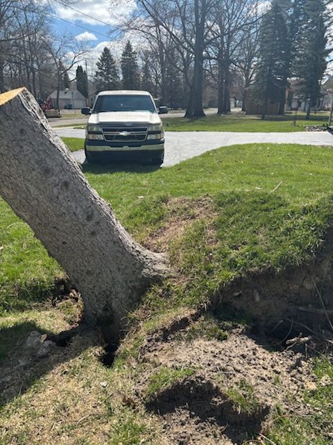 A stump grinder is being used to remove a tree stump in a park.
