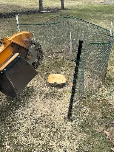 A stump grinder is cutting a tree stump in the grass next to a chain link fence.