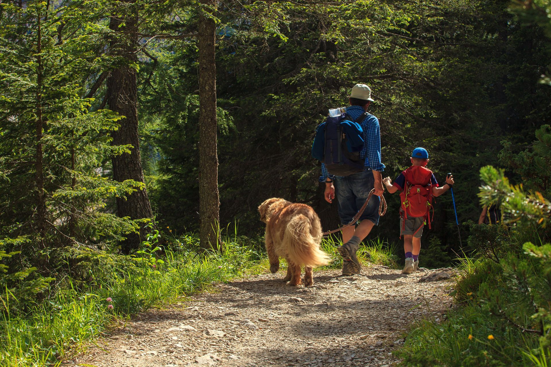 Hikers with a dog walking on a sunlit forest trail