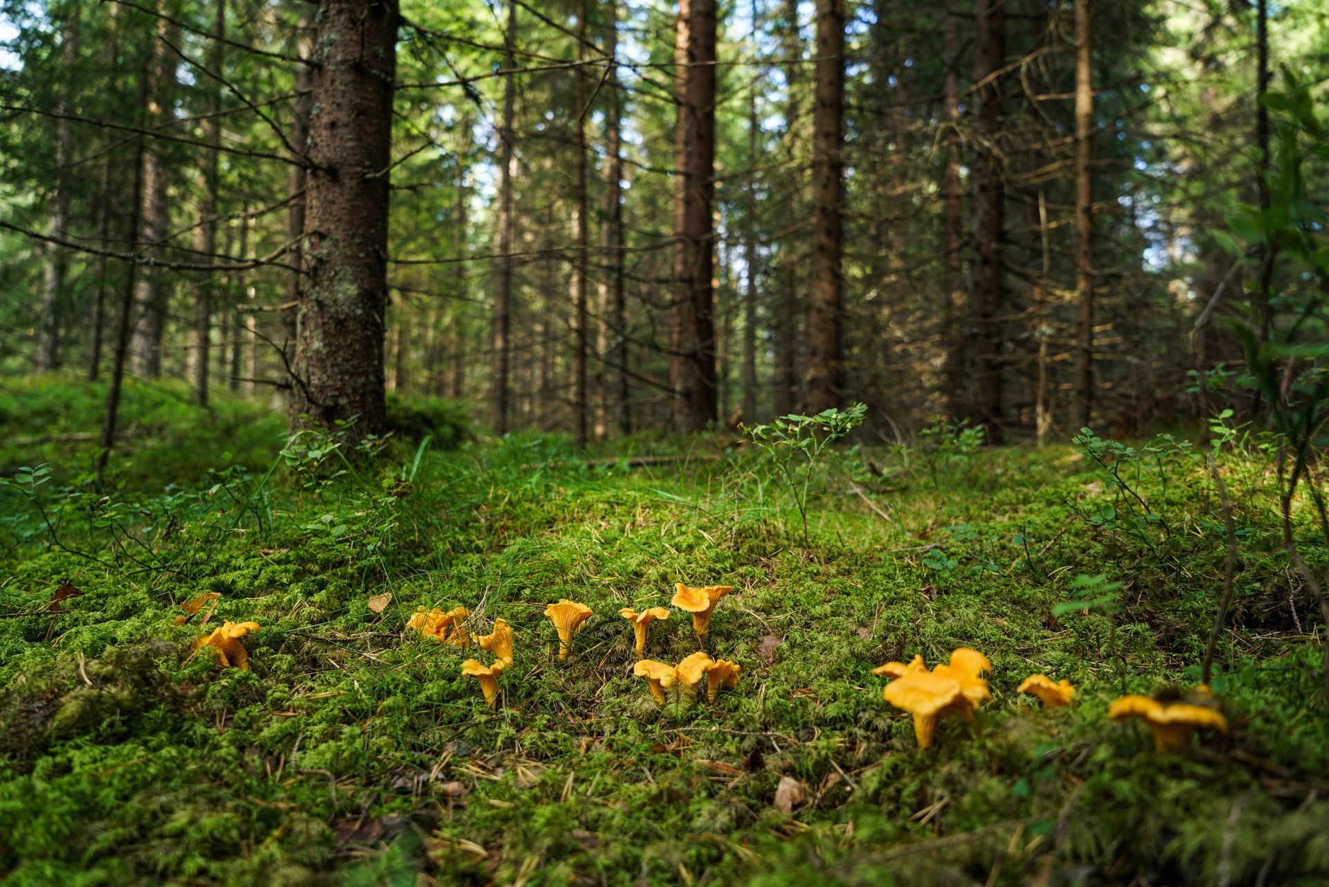A cluster of bright yellow chanterelle mushrooms grows on a mossy forest floor among tall, thin evergreen trees.