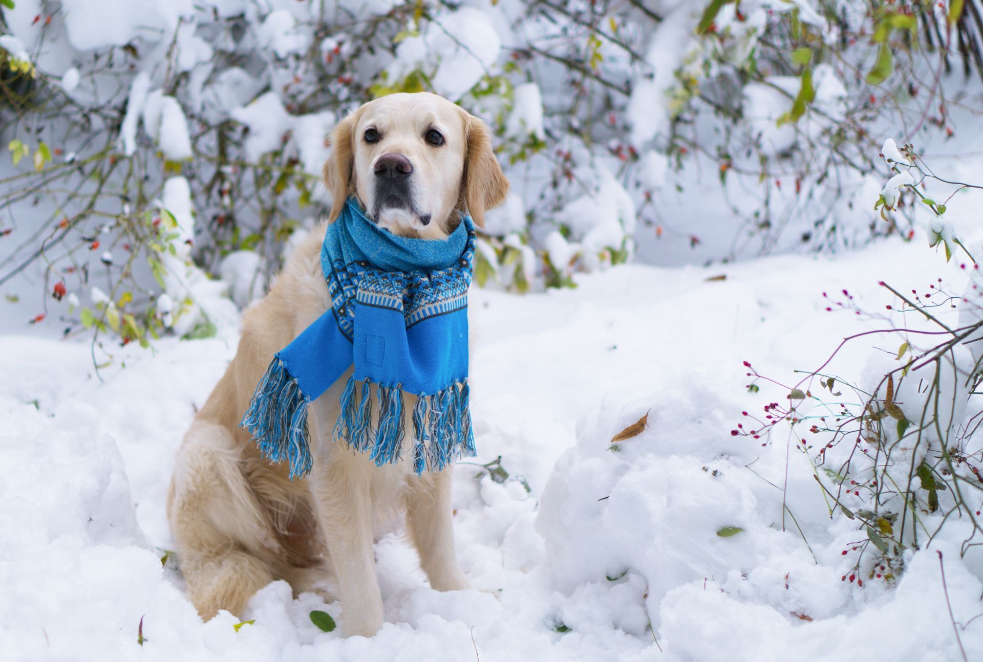 Golden retriever wearing a blue scarf sitting in snow among frosted bushes