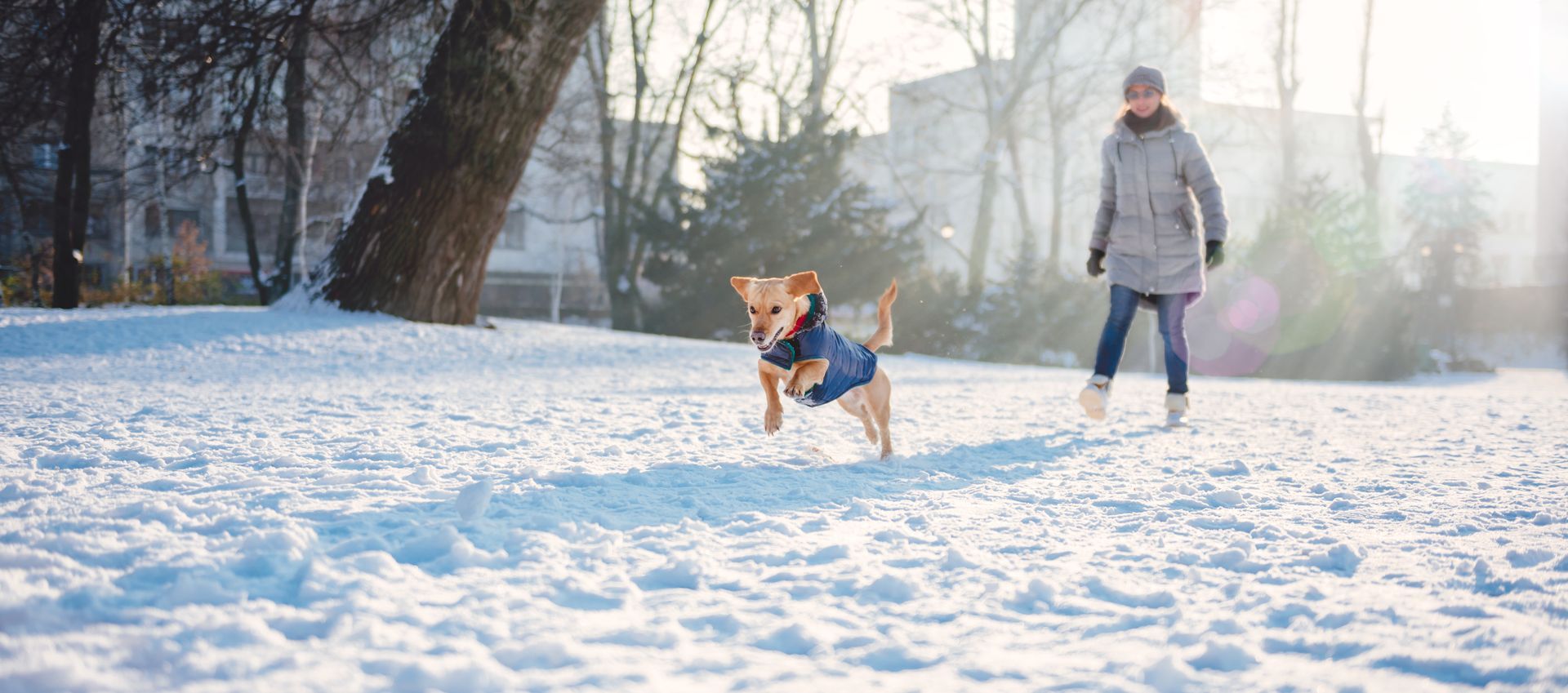 Person walking a dog in a snowy park on a bright winter day