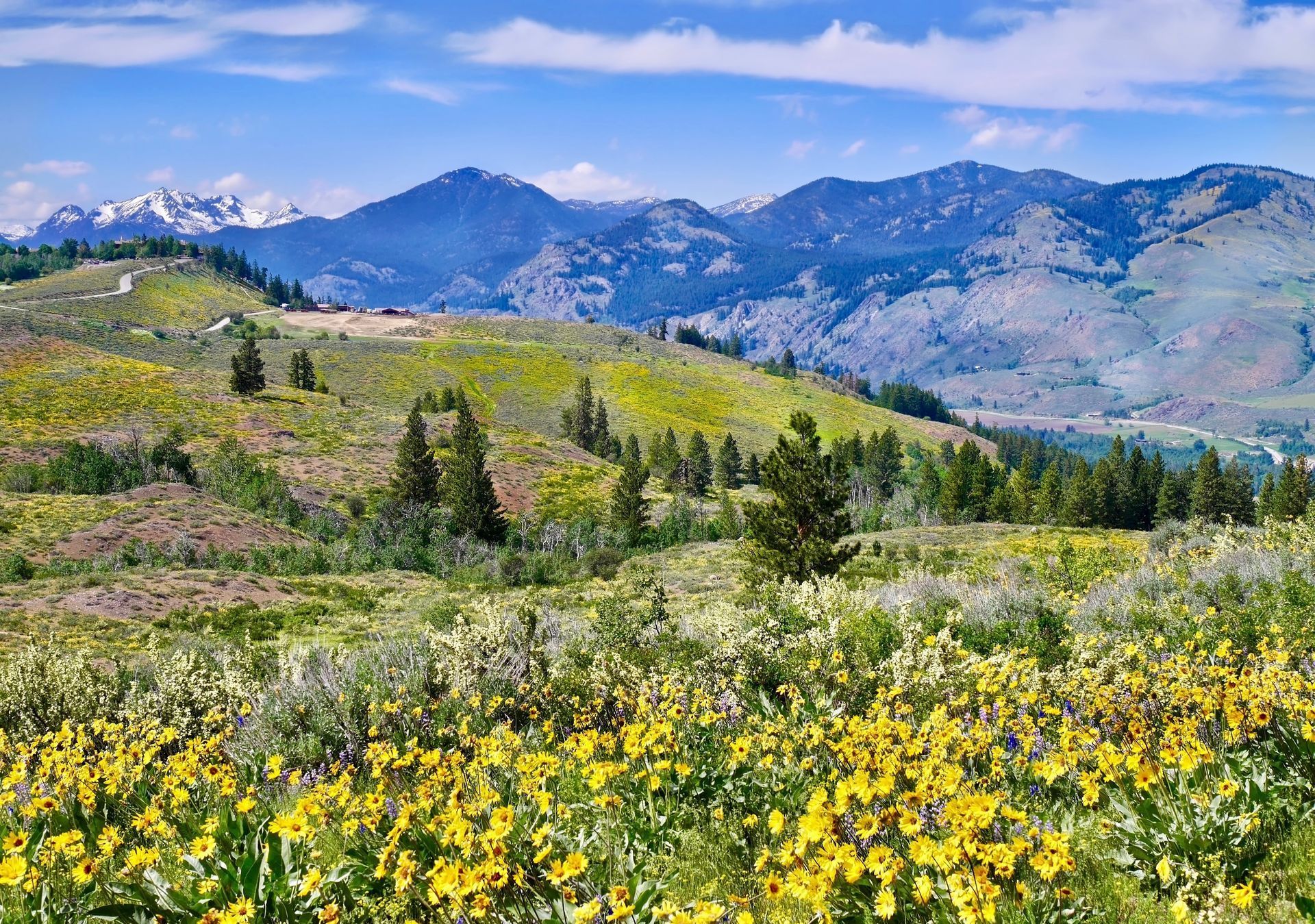 A field of yellow flowers with mountains in the background