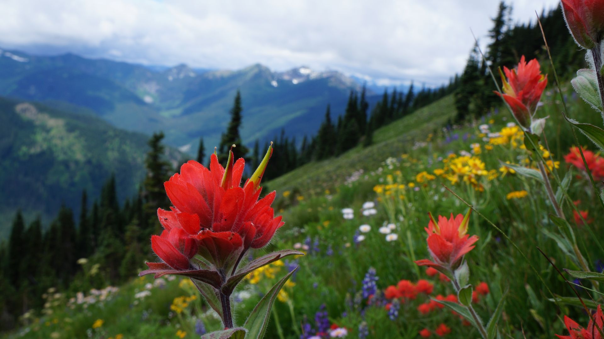 A field of wildflowers with mountains in the background