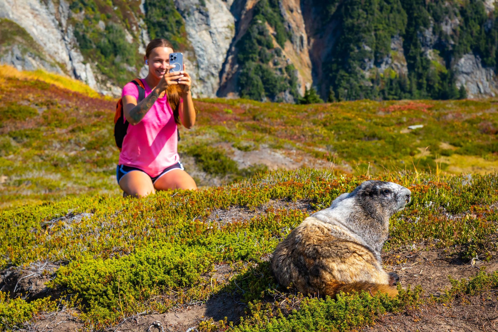 A person in a pink shirt kneels in a grassy, mountainous landscape to photograph a marmot in the foreground.