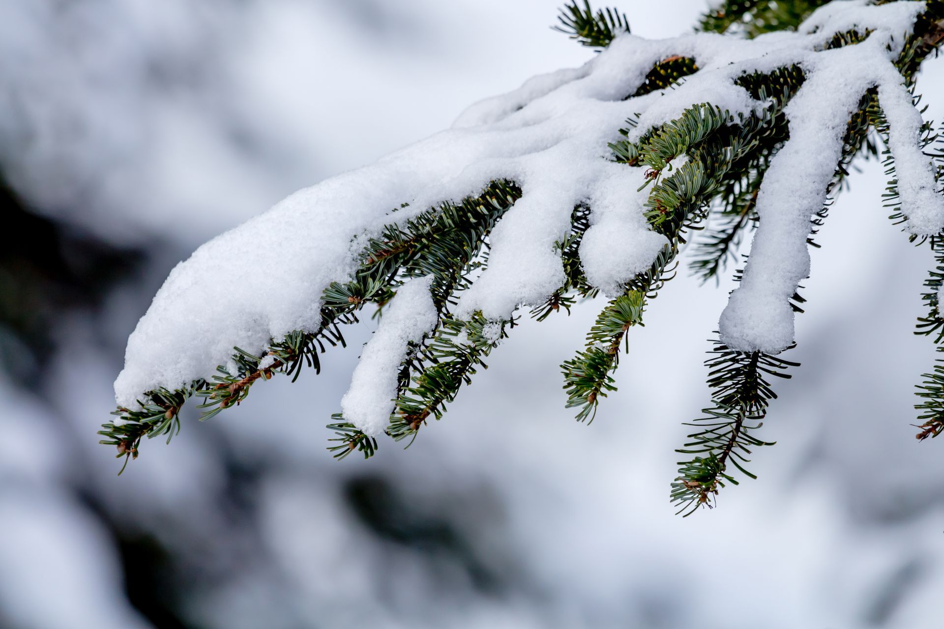 A snow-covered evergreen branch against a soft, out-of-focus winter background.