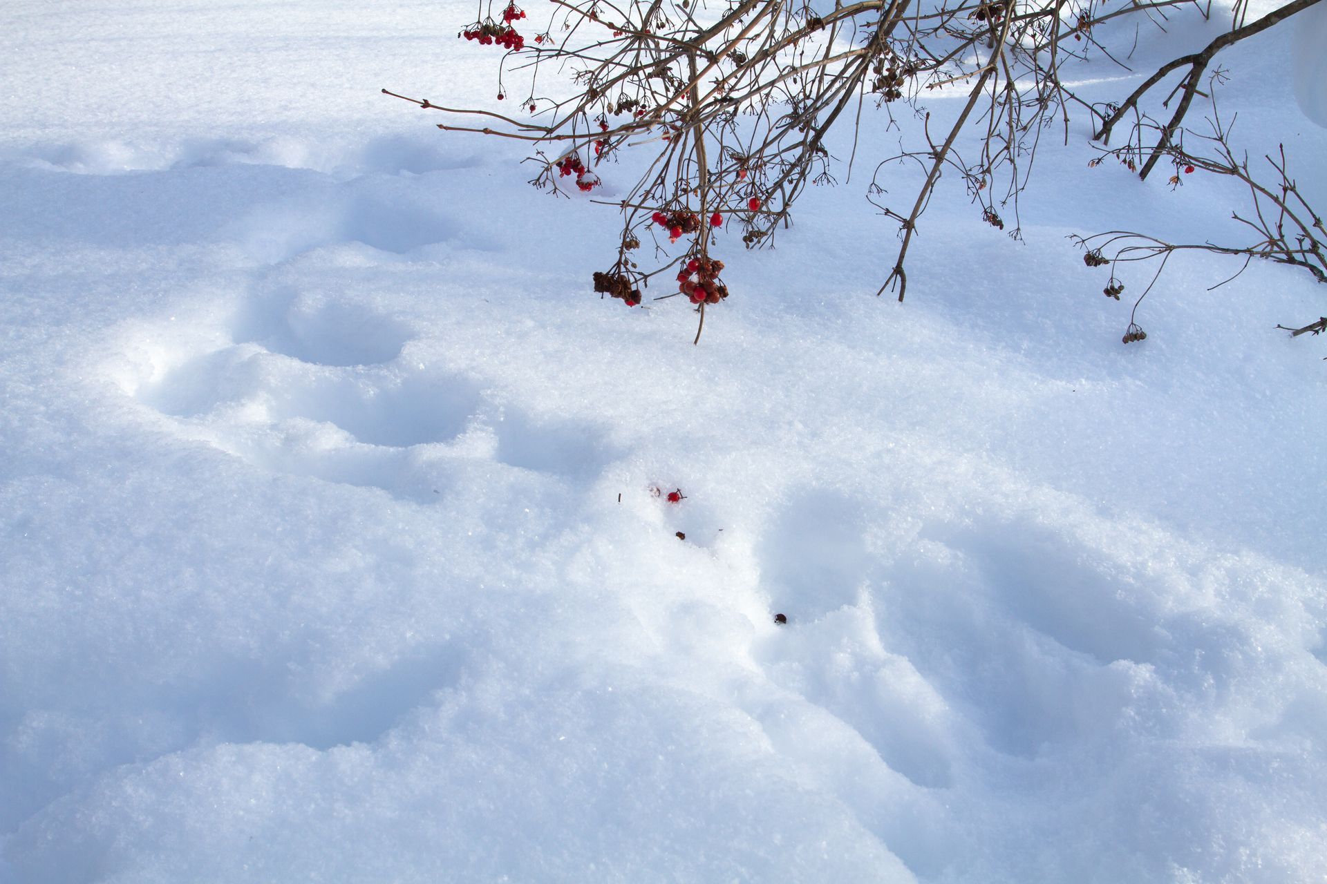 Animal tracks in fresh snow lead toward a leafless shrub with small, red berries hanging overhead.
