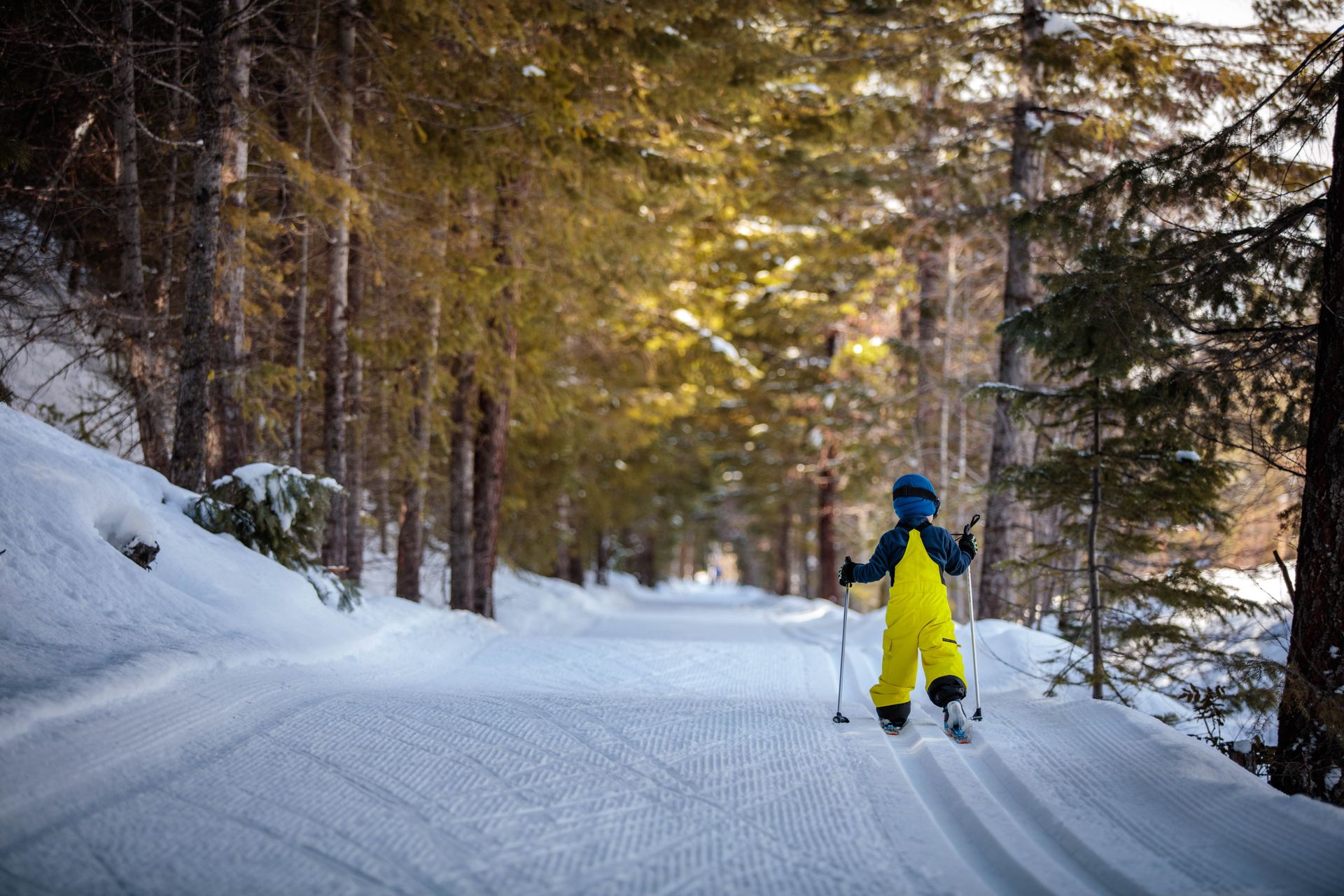 Child skiing on a snow-covered trail through a forest of tall trees; bright yellow snowsuit.