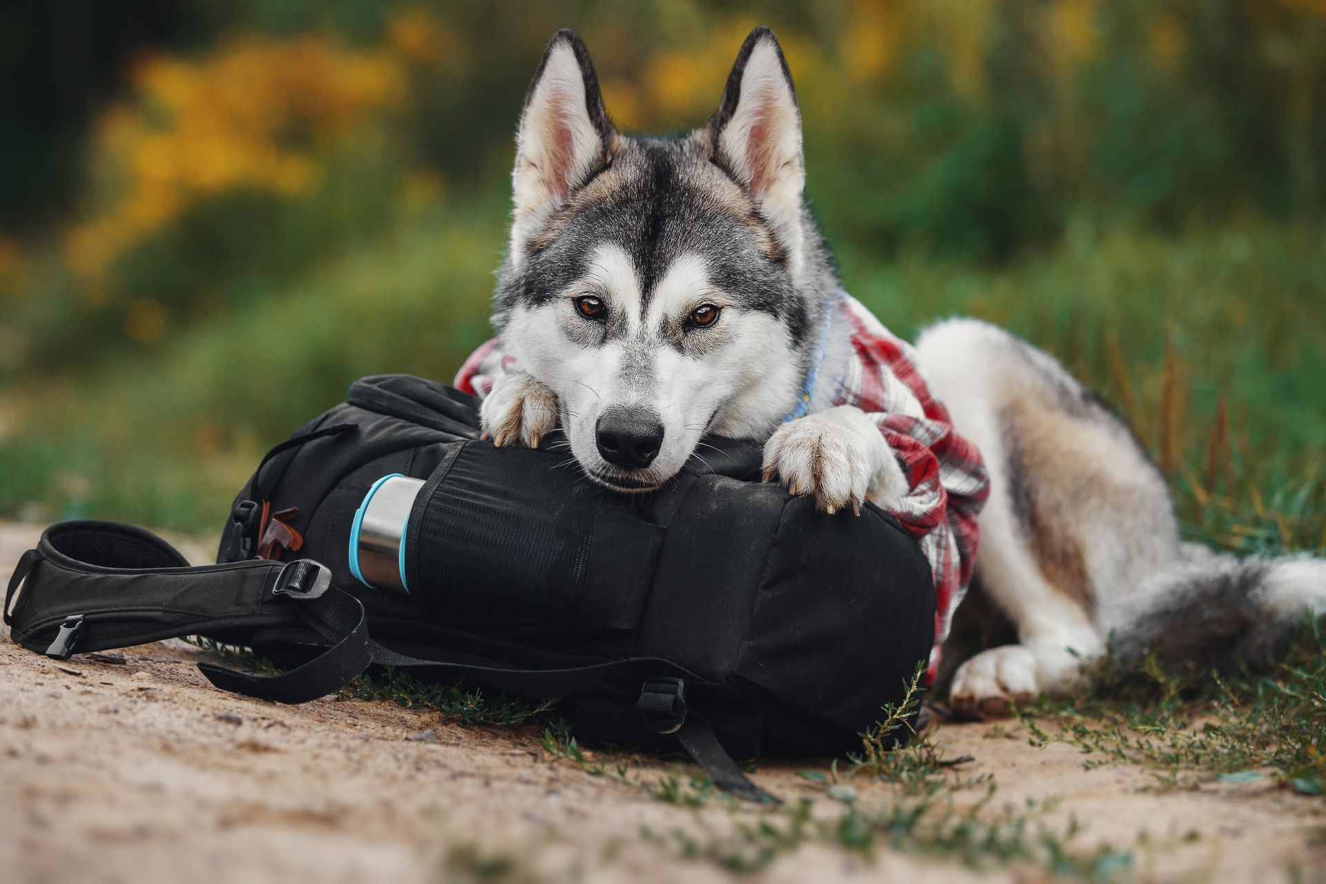 Husky lying on a camera bag outdoors, resting its paws on the bag in a grassy setting.