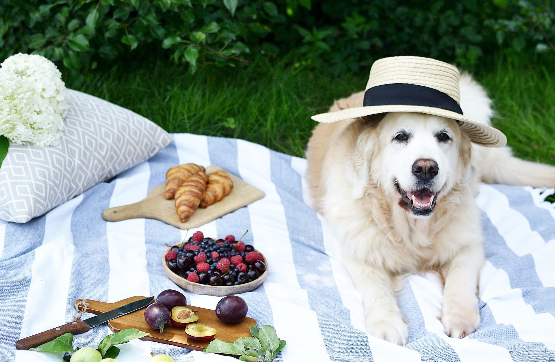 White dog in a straw hat beside picnic food on a blue striped blanket on grass