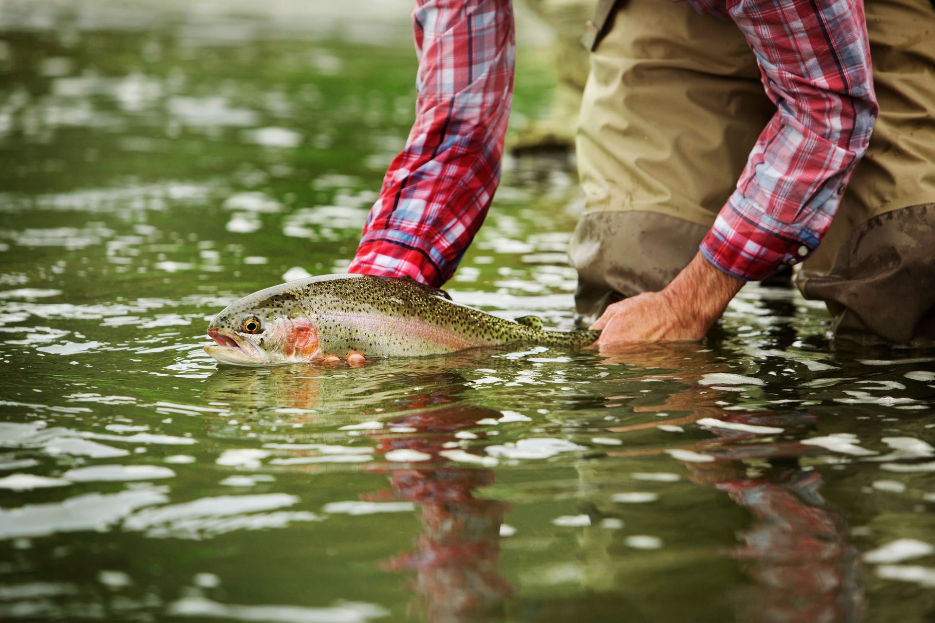 A person wearing a plaid shirt and waders gently releases a rainbow trout into a shallow, flowing river.