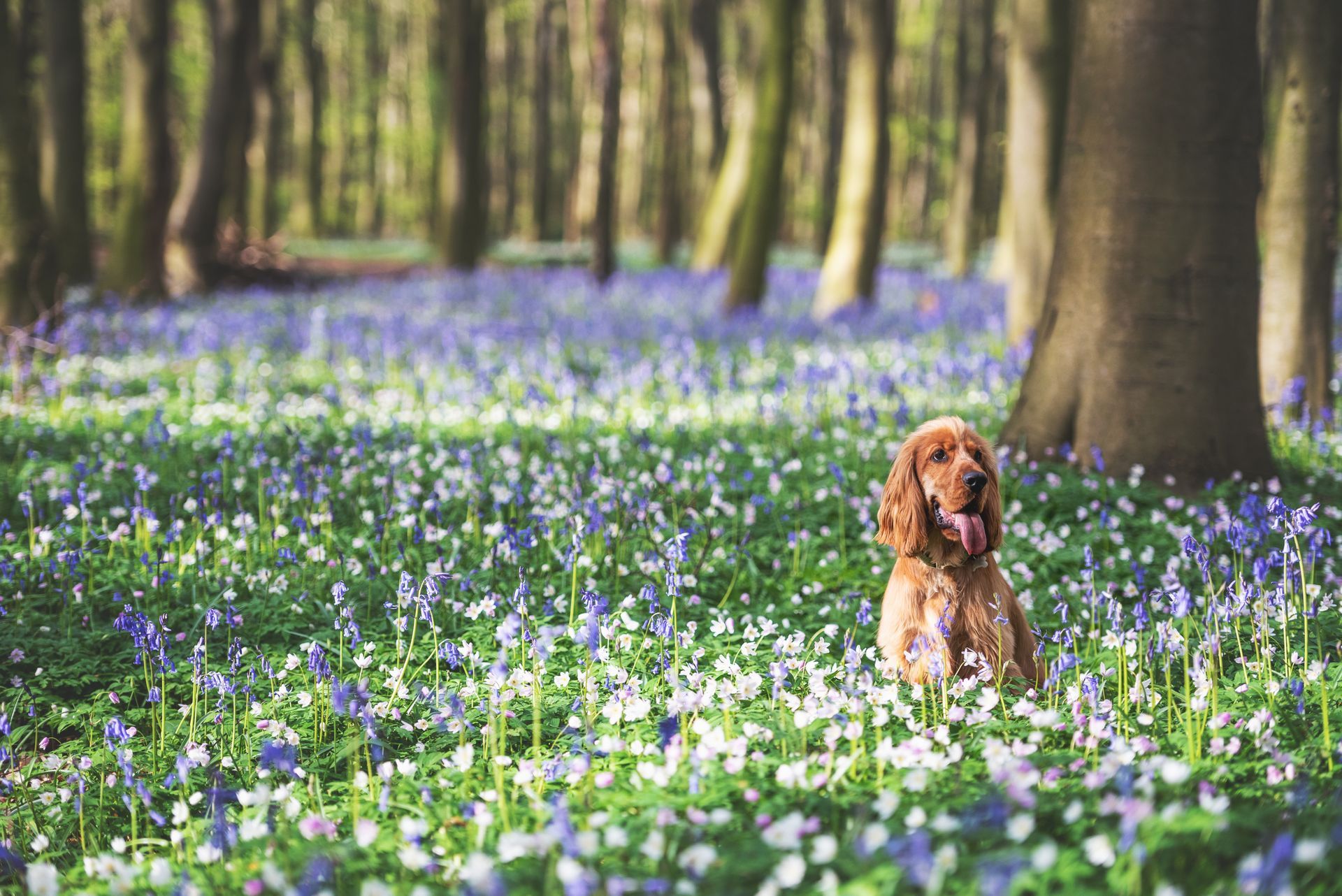 Brown dog sitting in a bluebell-filled forest clearing with tall trees