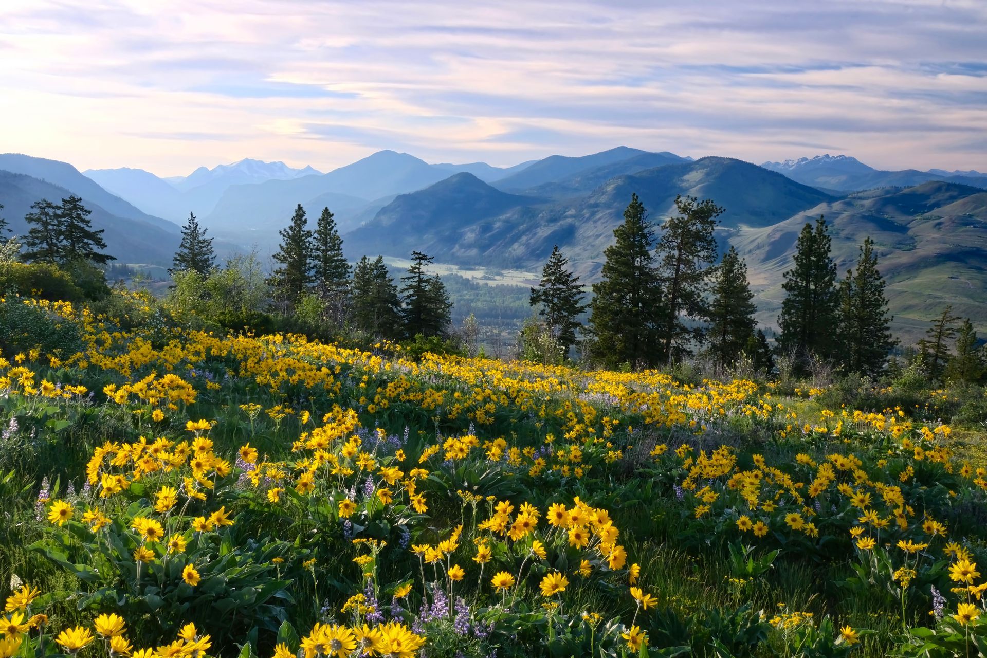 A field of yellow flowers with mountains in the background