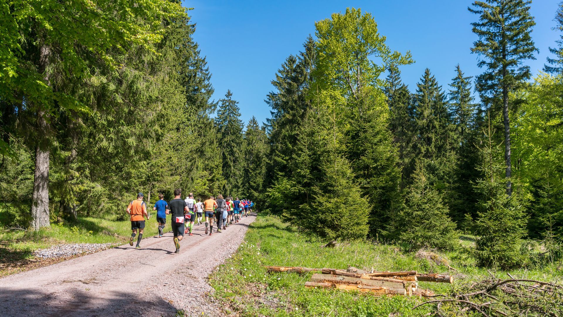 A group of people are walking down a dirt road in the woods.