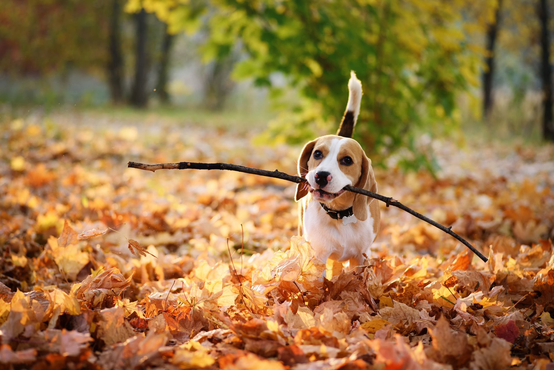 Beagle carrying a stick through a leaf-covered autumn path