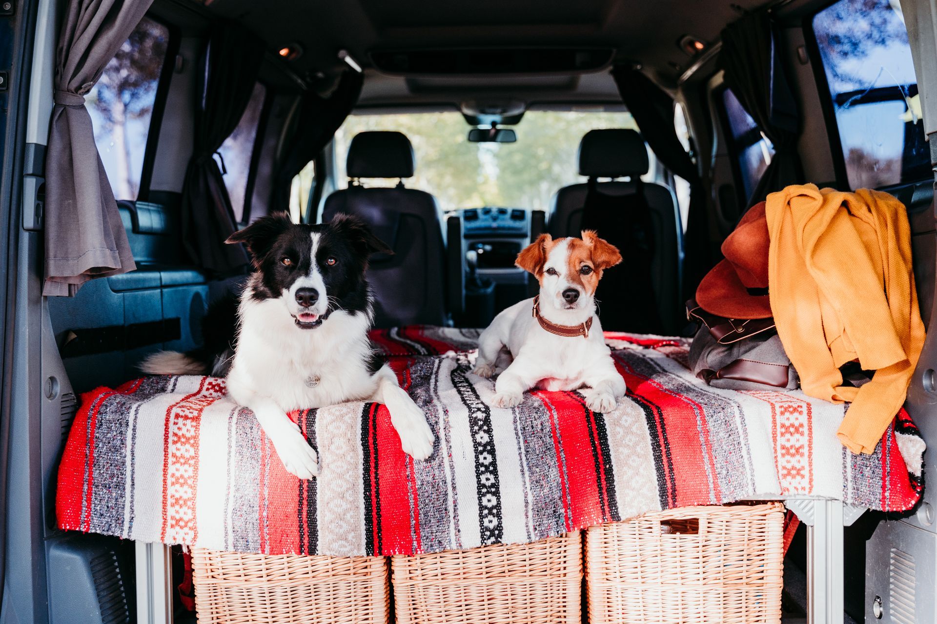Two dogs sitting on a patterned blanket in the back of a van, one black-and-white and one brown-and-white.