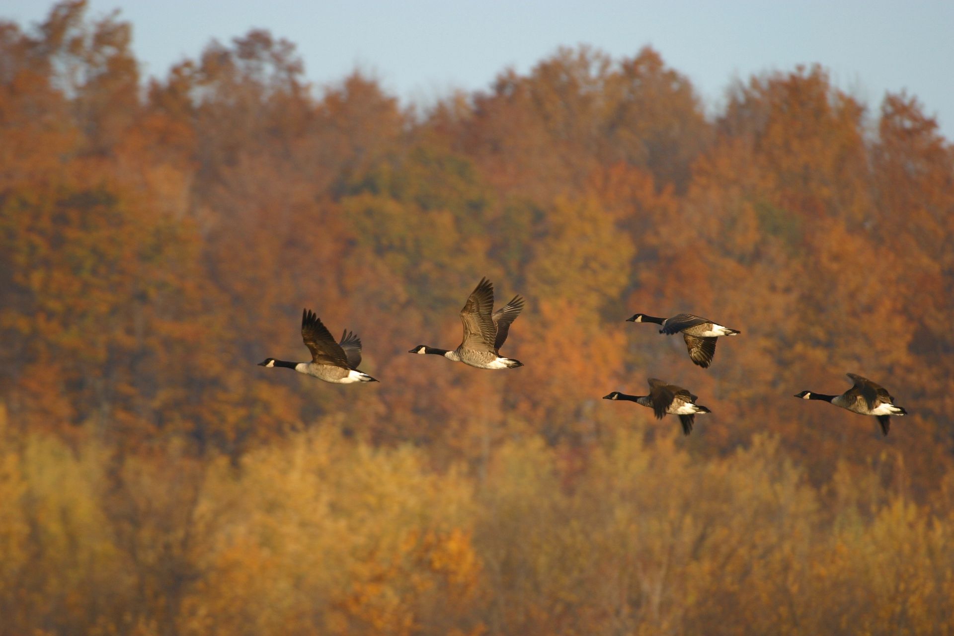 A flock of five Canada geese flies in formation against a backdrop of autumn trees with golden and orange leaves.