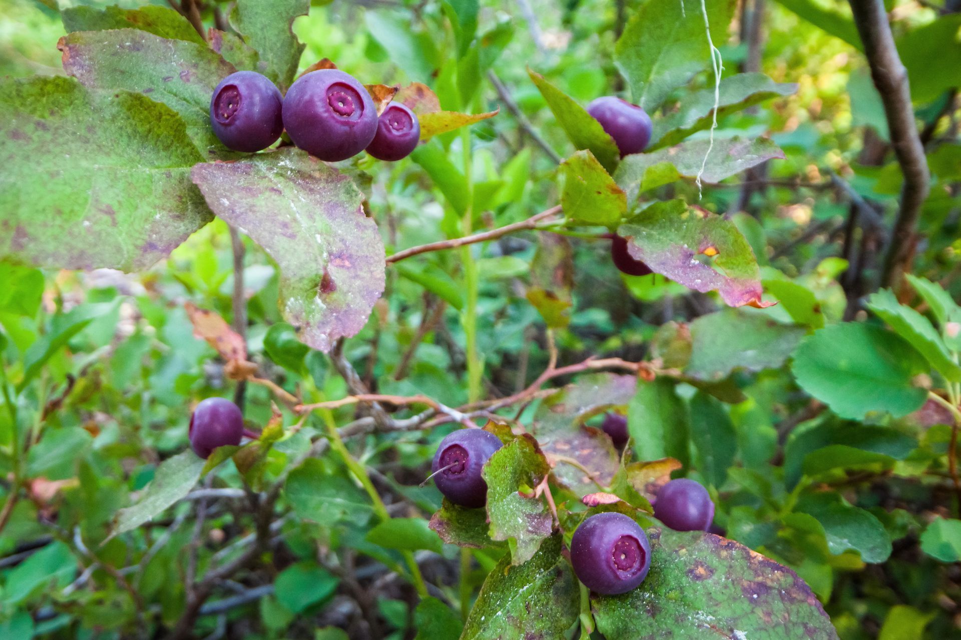 Wild blueberries hanging from green stems and leaves in a natural outdoor setting.