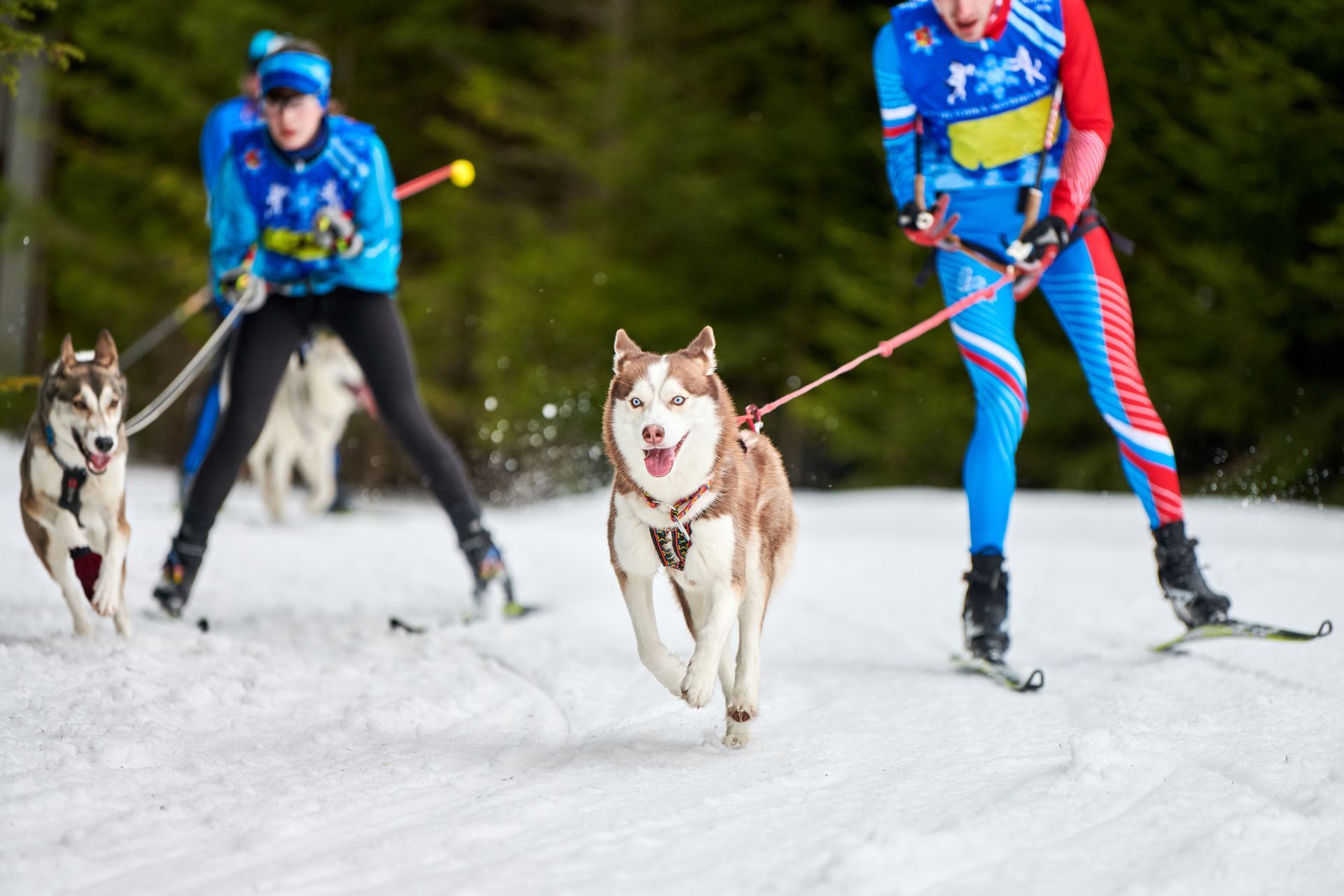 Two sled dogs pulling skiers on a snowy trail, with one dog in the foreground running ahead.