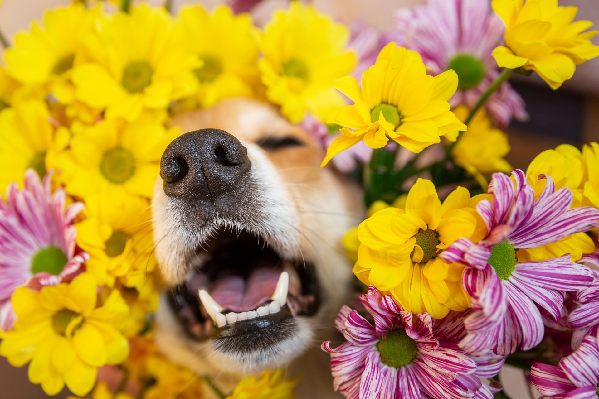 Close-up of a barking dog surrounded by bright yellow and pink flowers