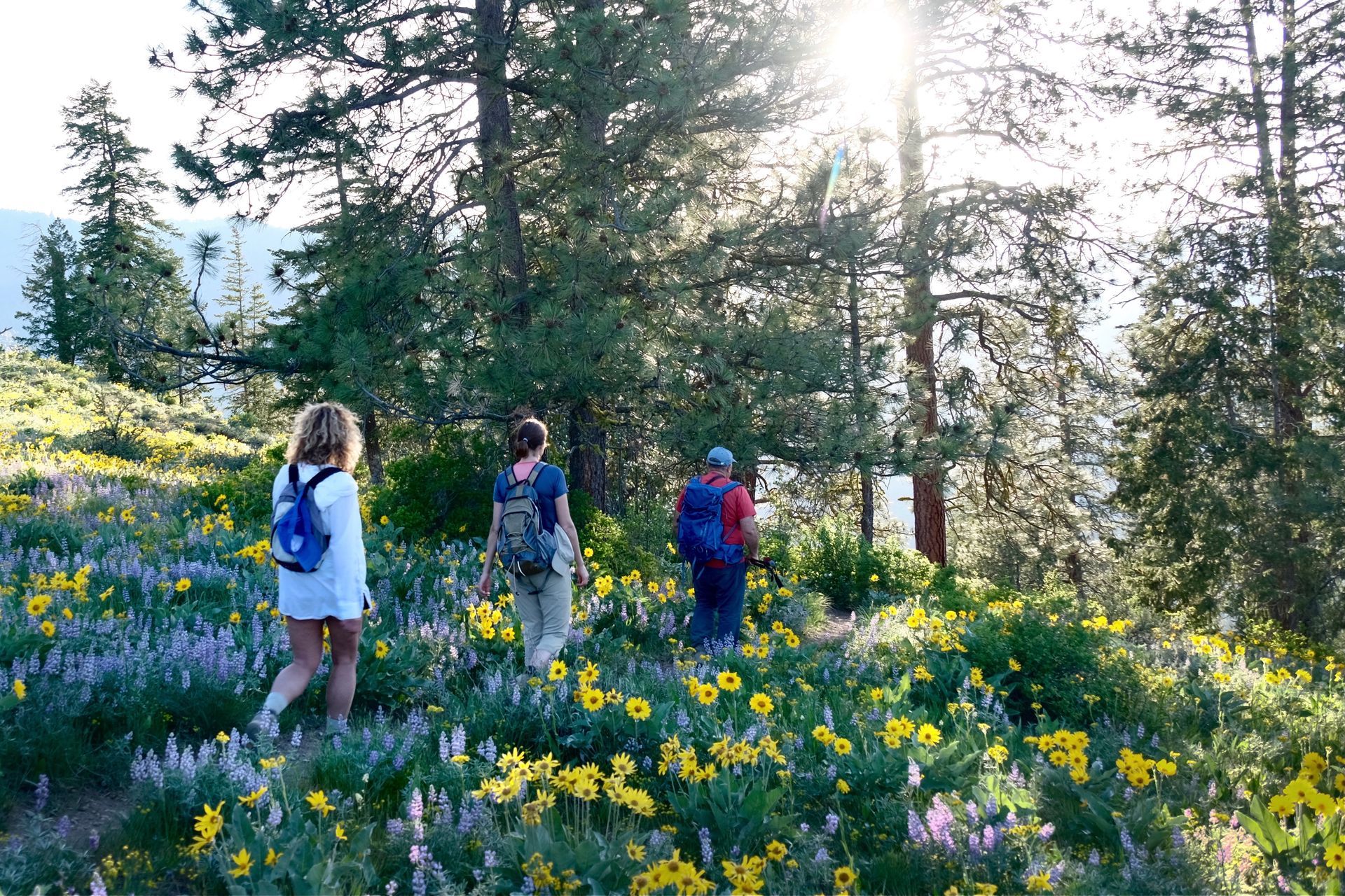 A group of people are walking through a field of flowers.