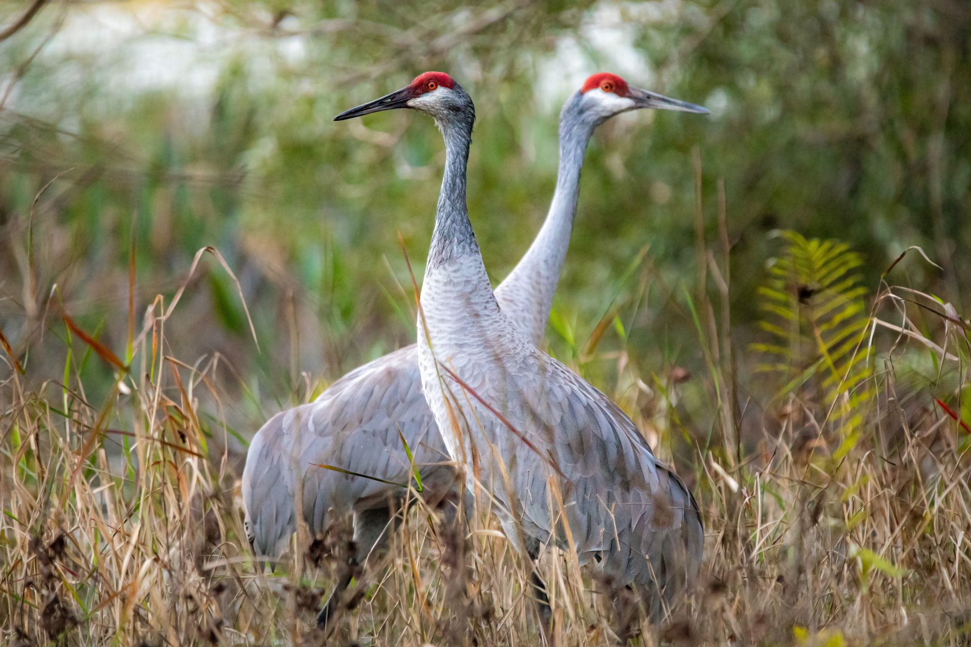 Two Sandhill cranes with grey plumage and red forehead patches stand together in a grassy wetland field.