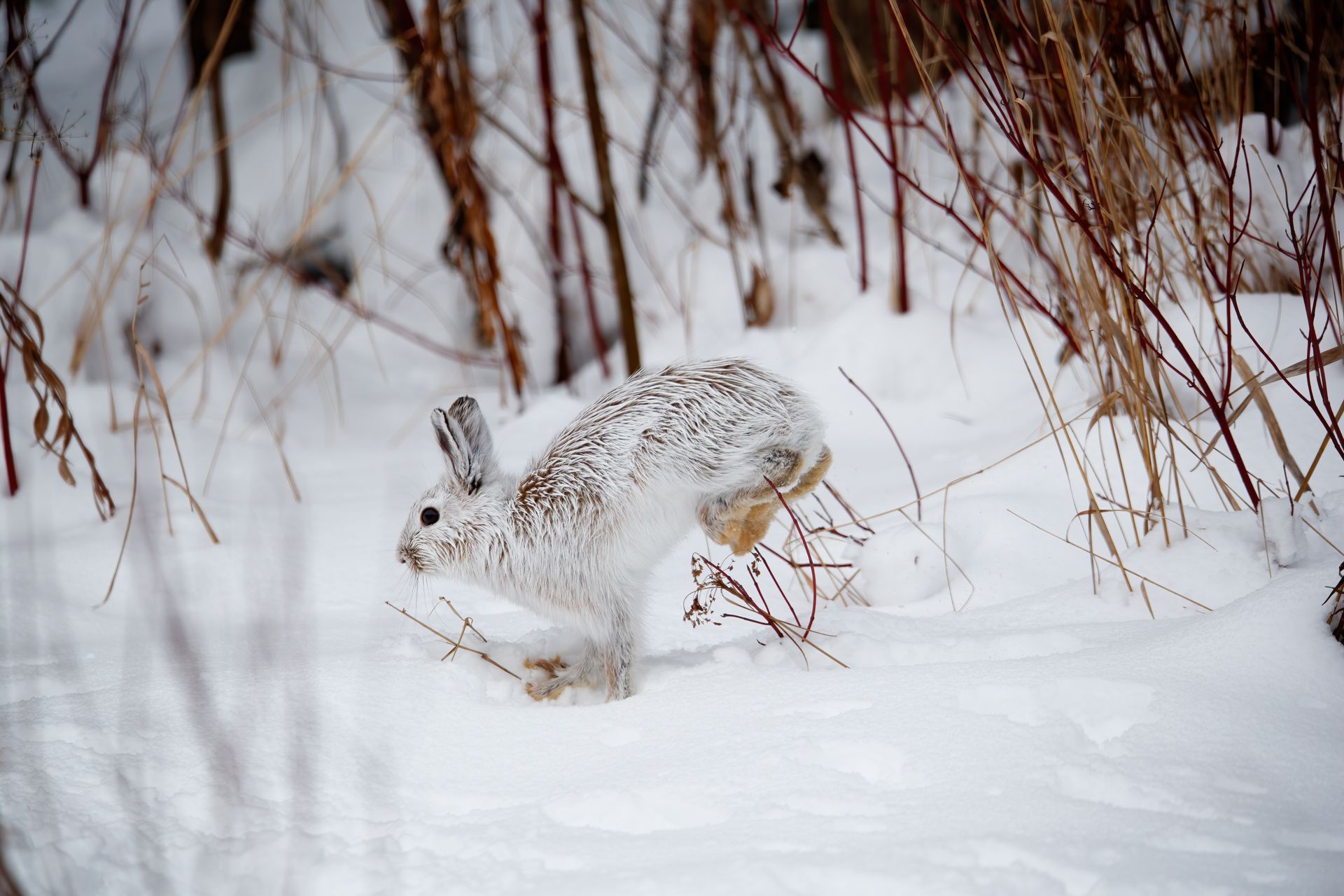 A white snowshoe hare mid-bound across a snowy landscape filled with thin, bare branches.