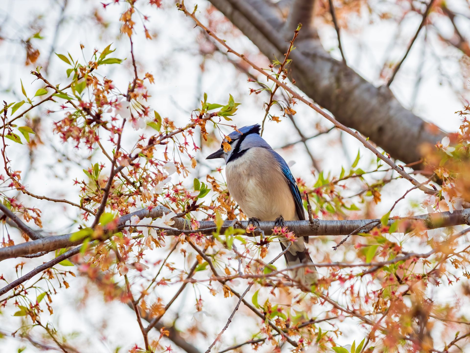 A blue jay perched on a thin tree branch amidst blooming spring flowers and soft green leaves.