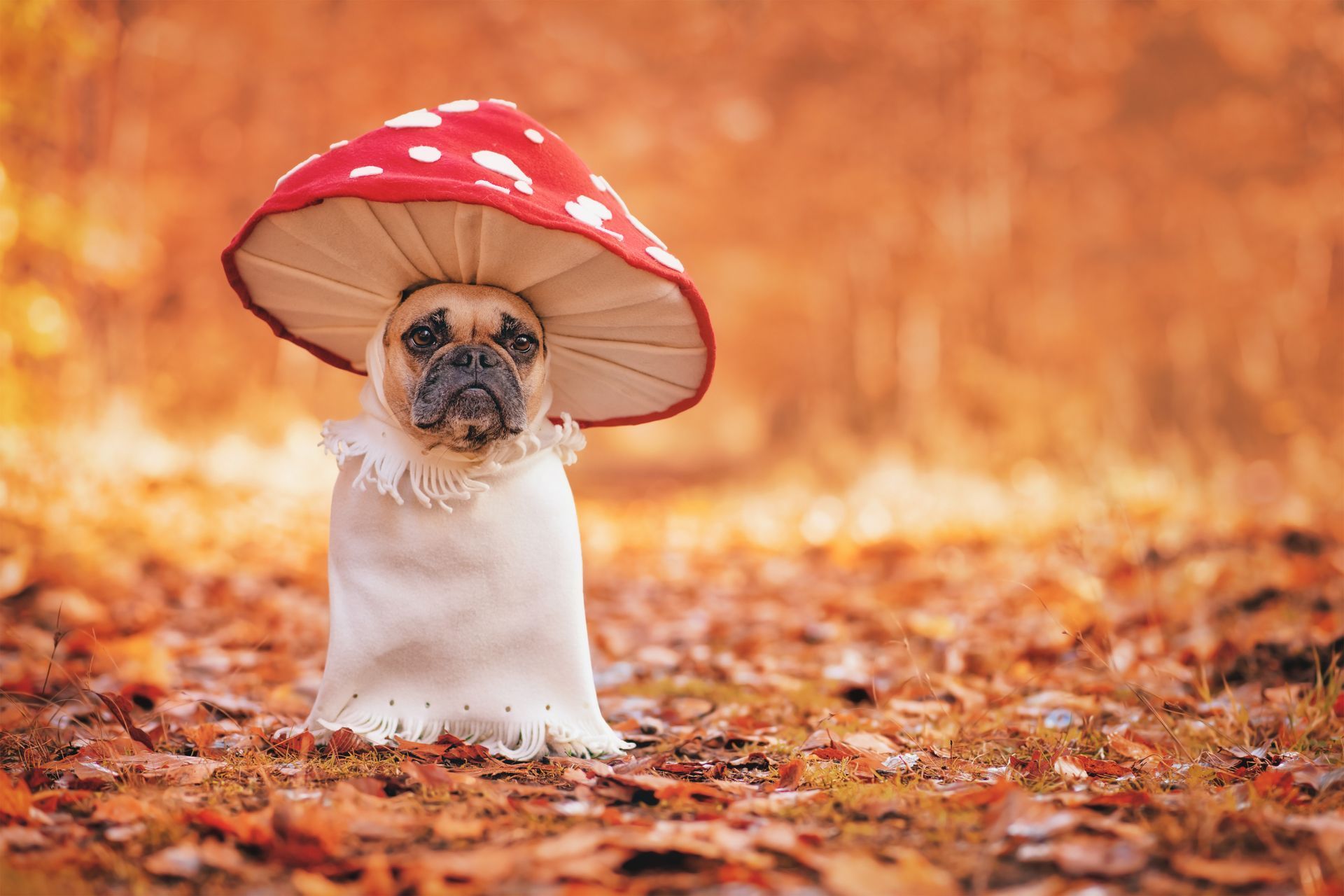Pug in a red mushroom costume sitting on autumn leaves outdoors