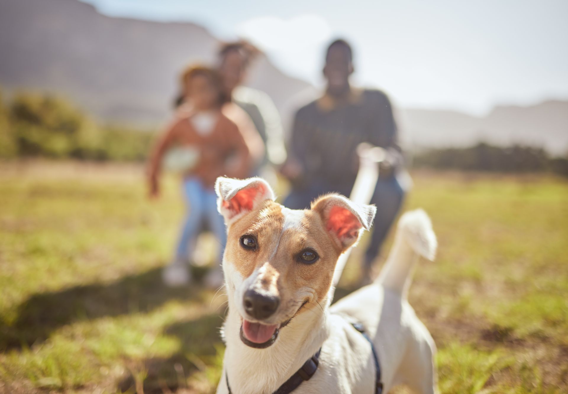 Dog smiles at the camera in a field, family blurred in background, enjoying a sunny day outdoors.