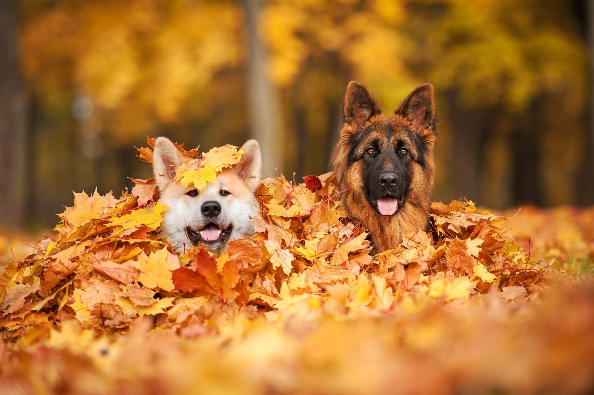 Two dogs peeking through autumn leaves in a golden forest, one white and one German shepherd.