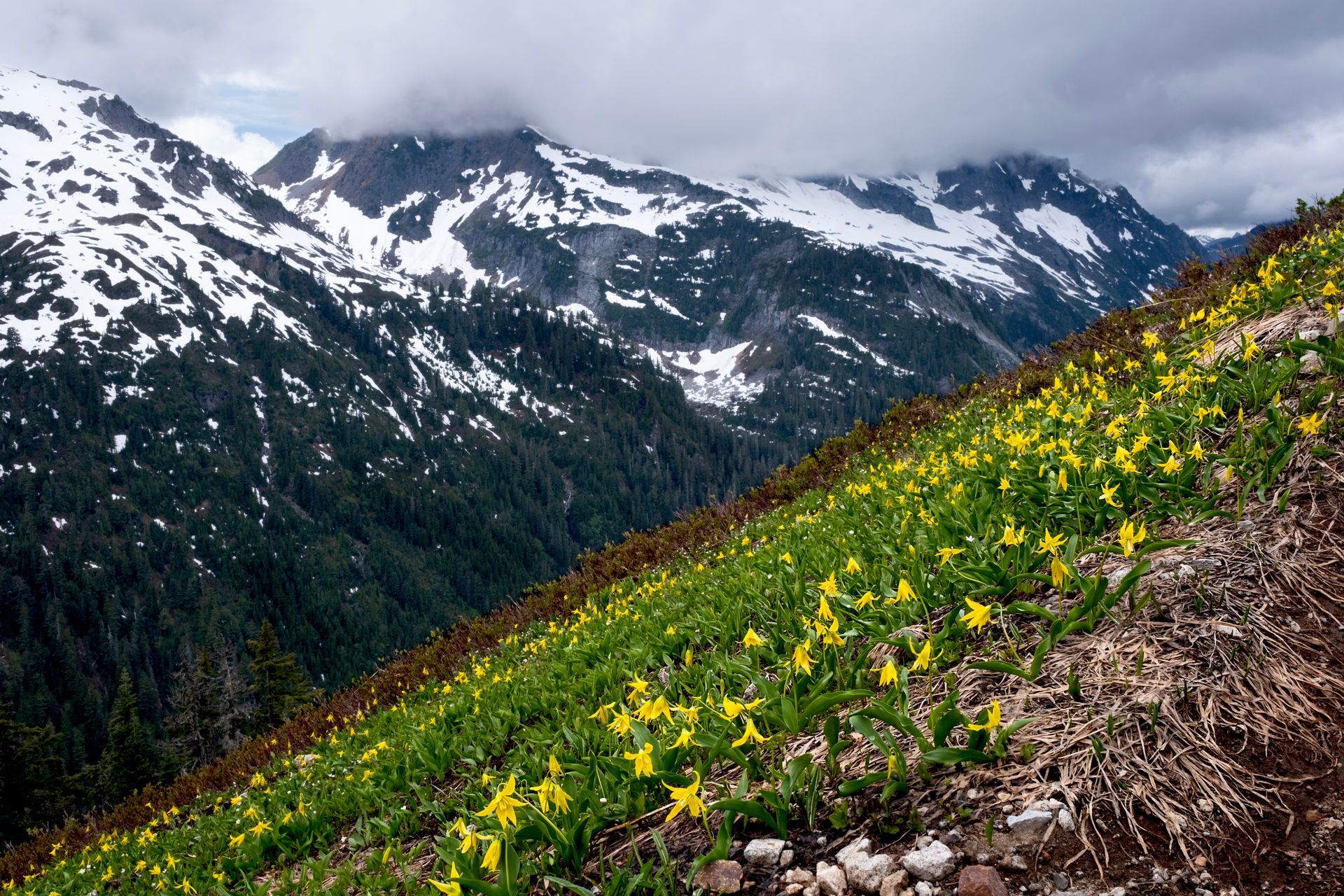 Yellow avalanche lilies bloom on a grassy mountain slope with snow-capped peaks in the background.