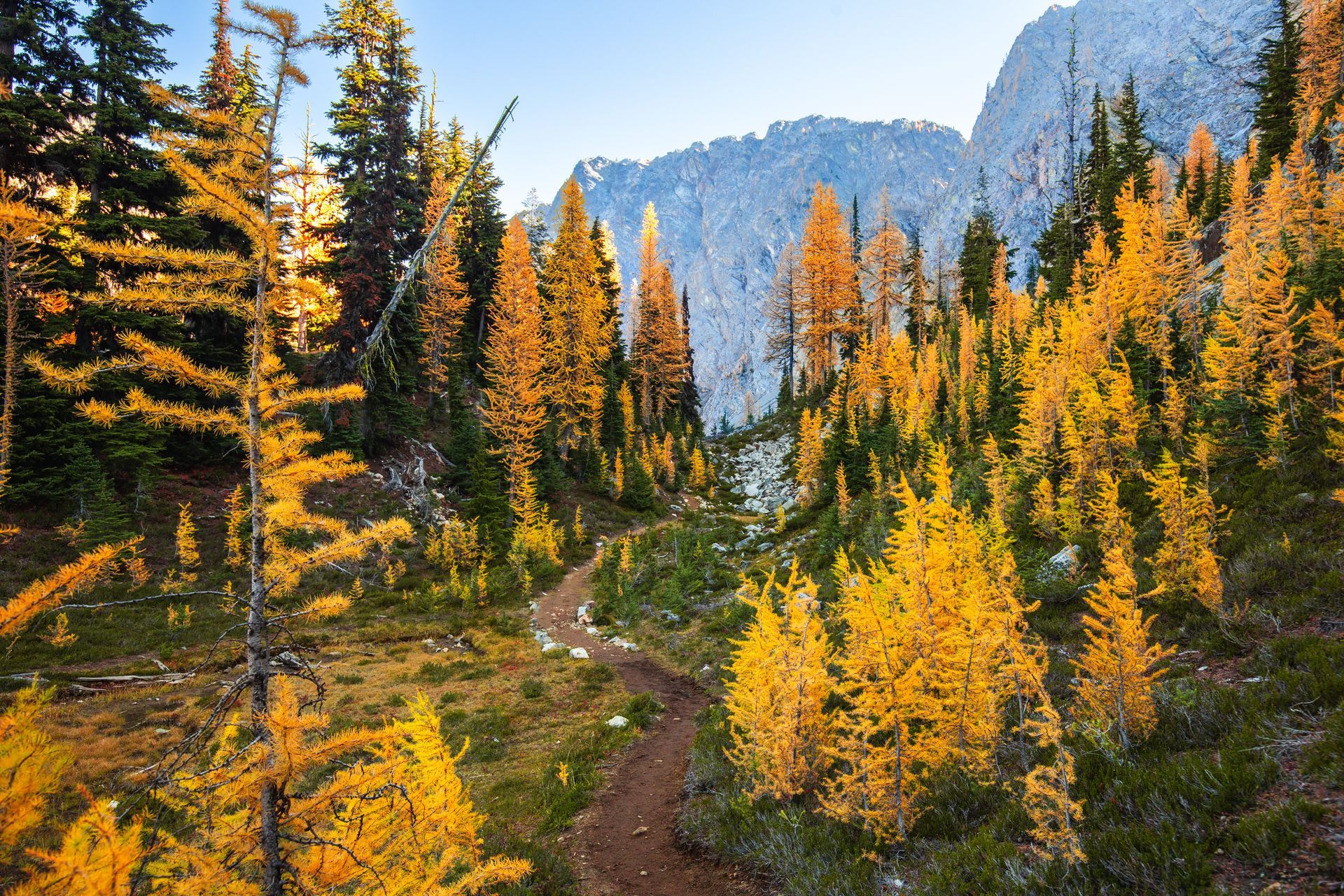 A dirt path in the middle of a forest surrounded by yellow trees.