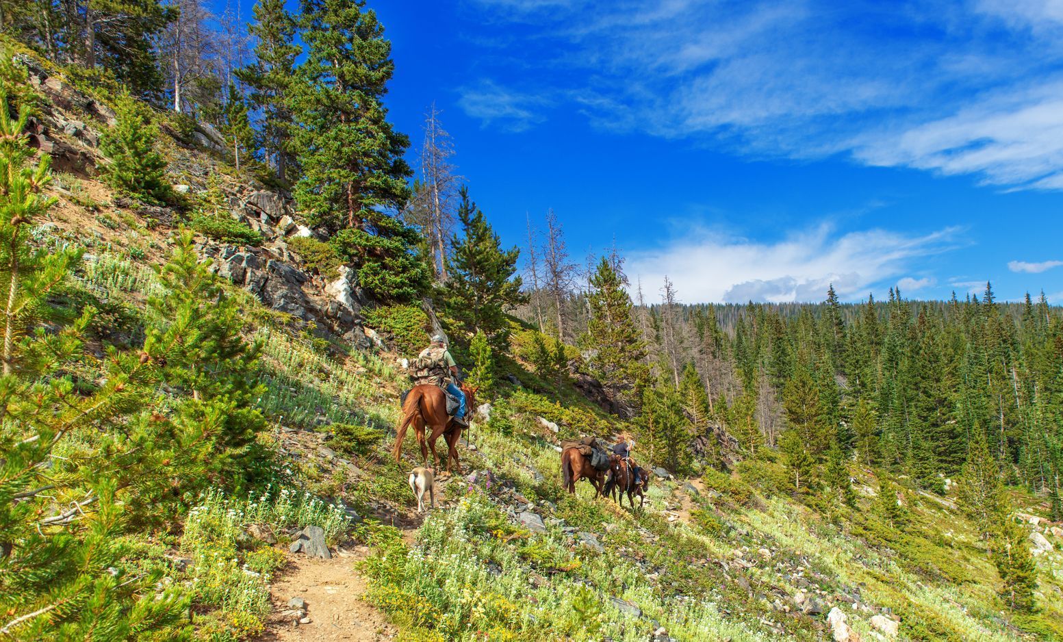 A man is riding a horse down a trail in the woods.