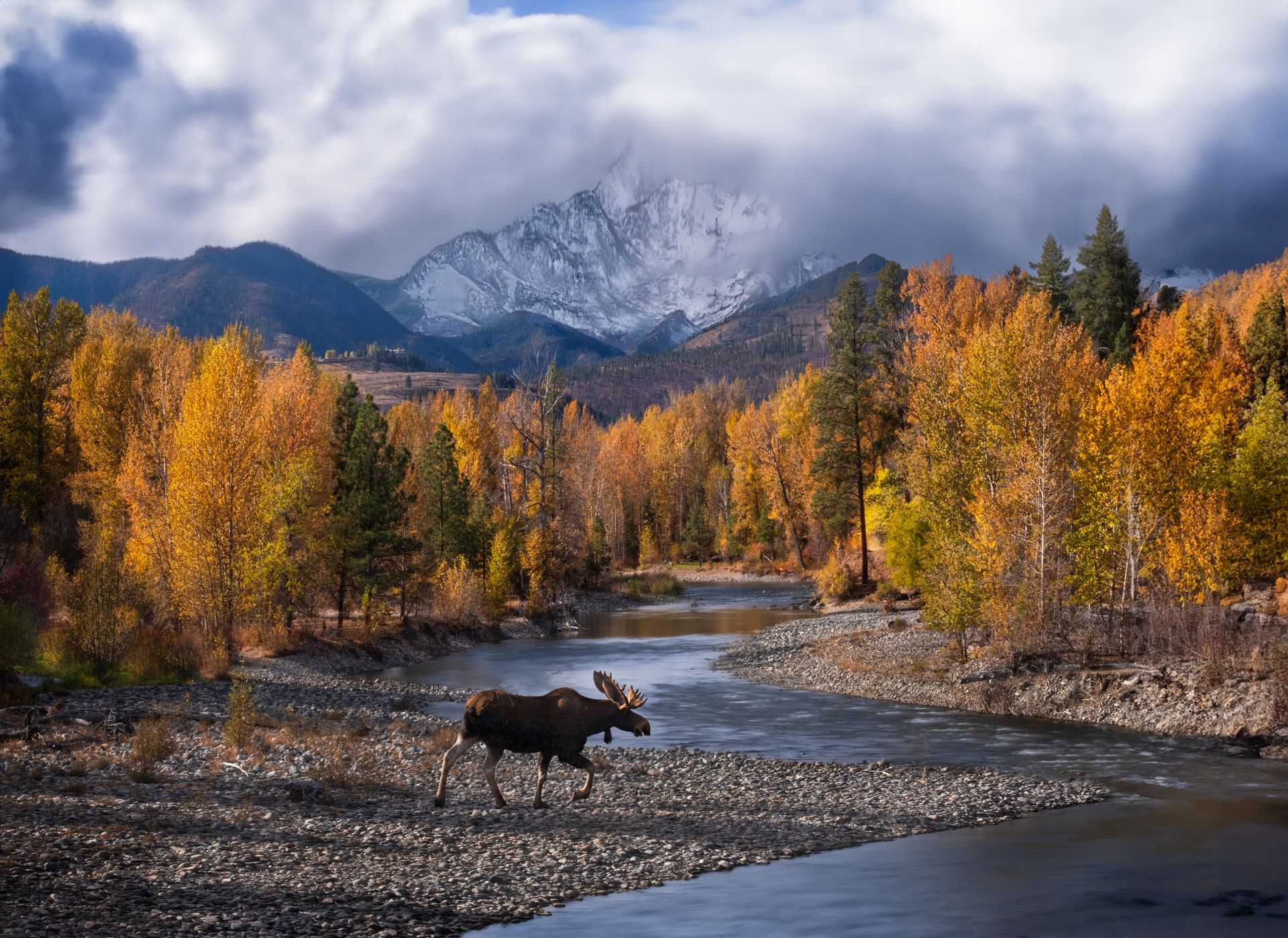 A moose is walking along a river with mountains in the background.