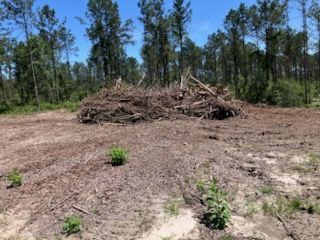 A pile of logs is sitting in the middle of a dirt field in the middle of a forest.