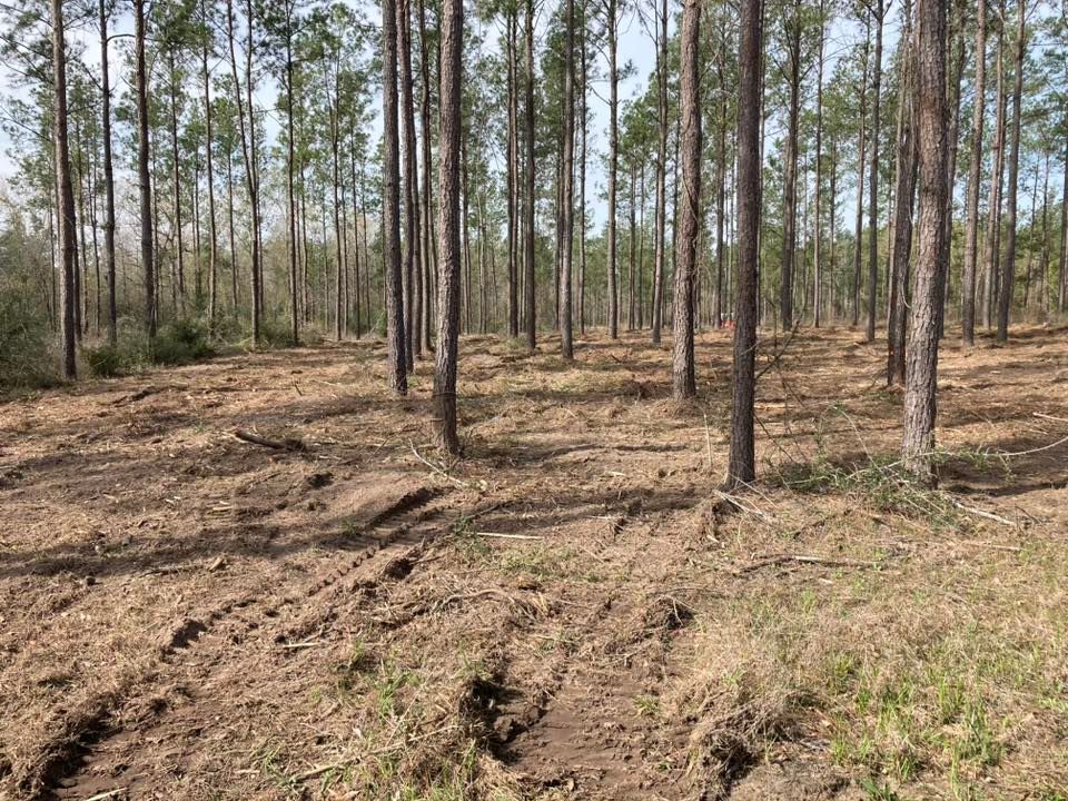 A forest with a lot of trees and dirt on the ground