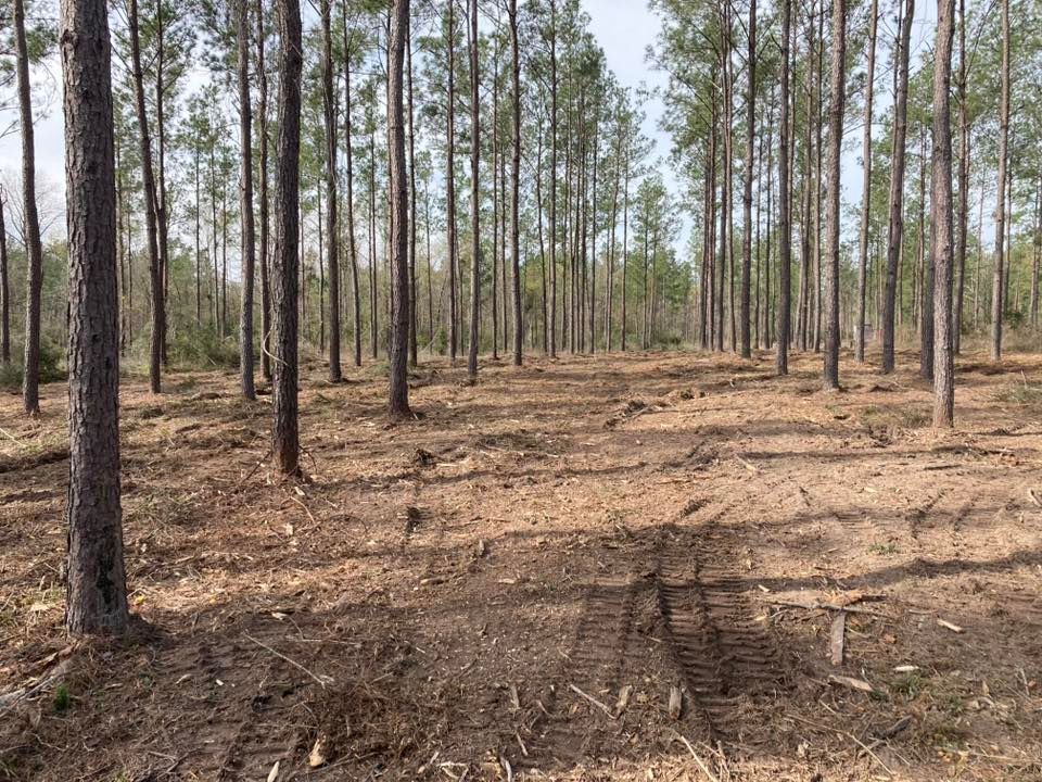 A forest with a lot of trees and a lot of dirt on the ground.