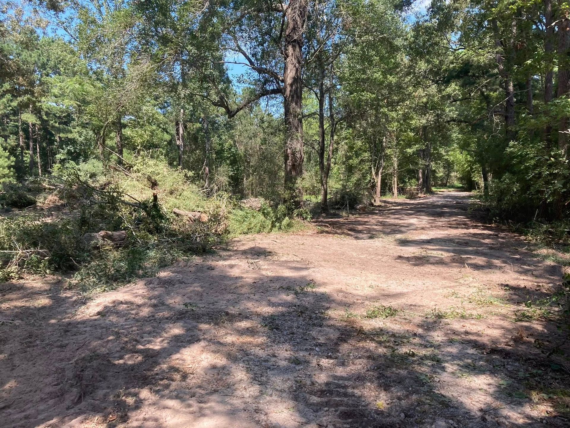A dirt road in the middle of a forest surrounded by trees.