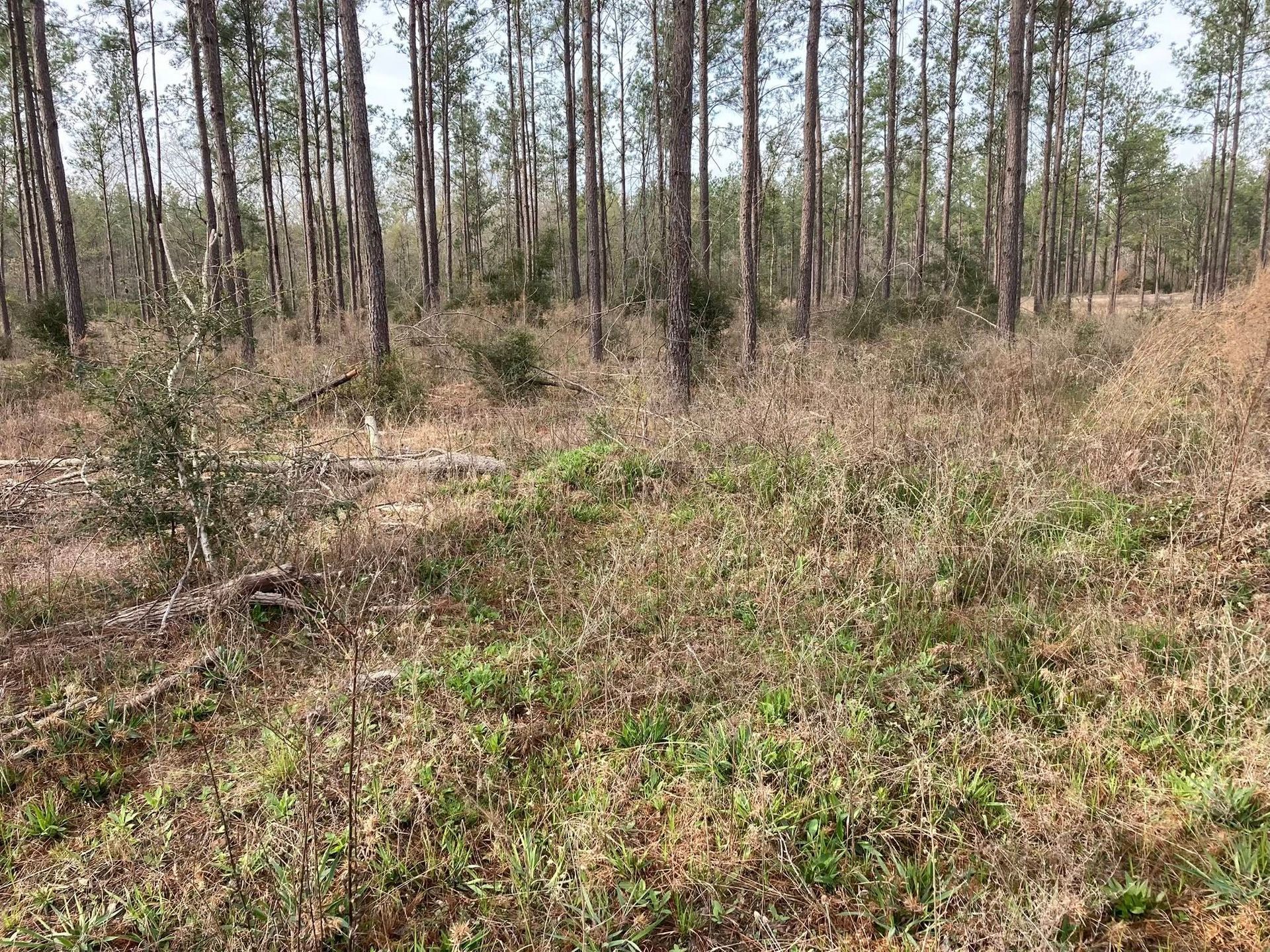There is a lot of grass in the middle of the forest.