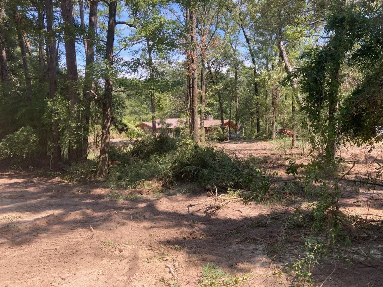 A dirt road in the middle of a forest with trees in the background.