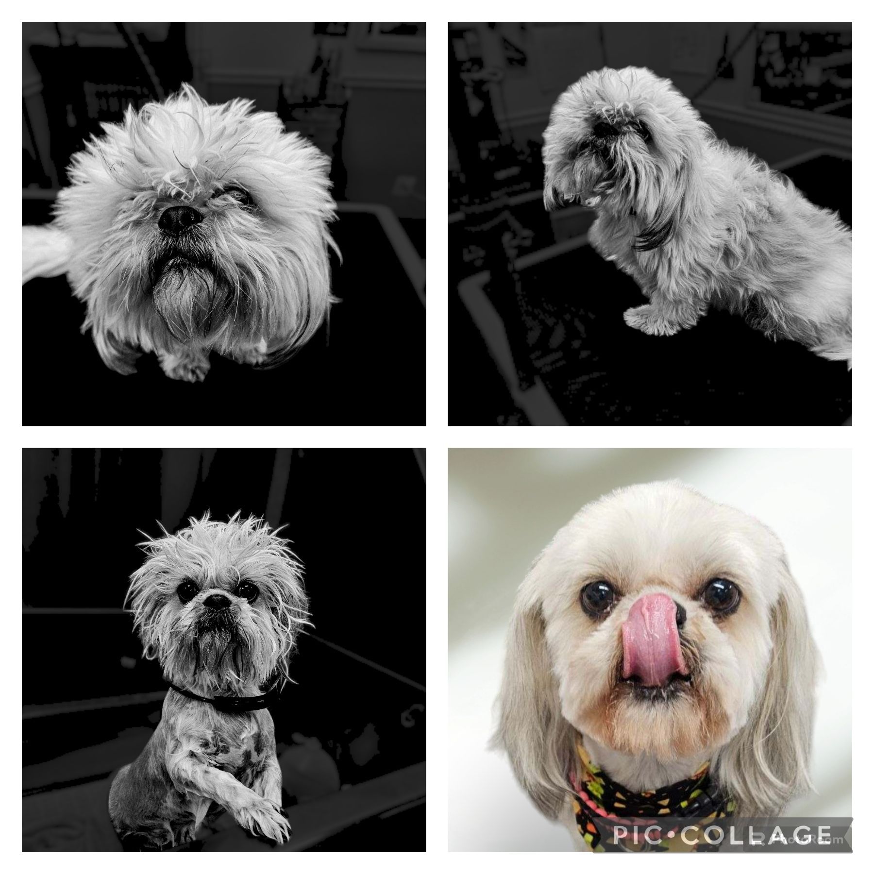 A woman is cutting a poodle 's hair with a clipper.