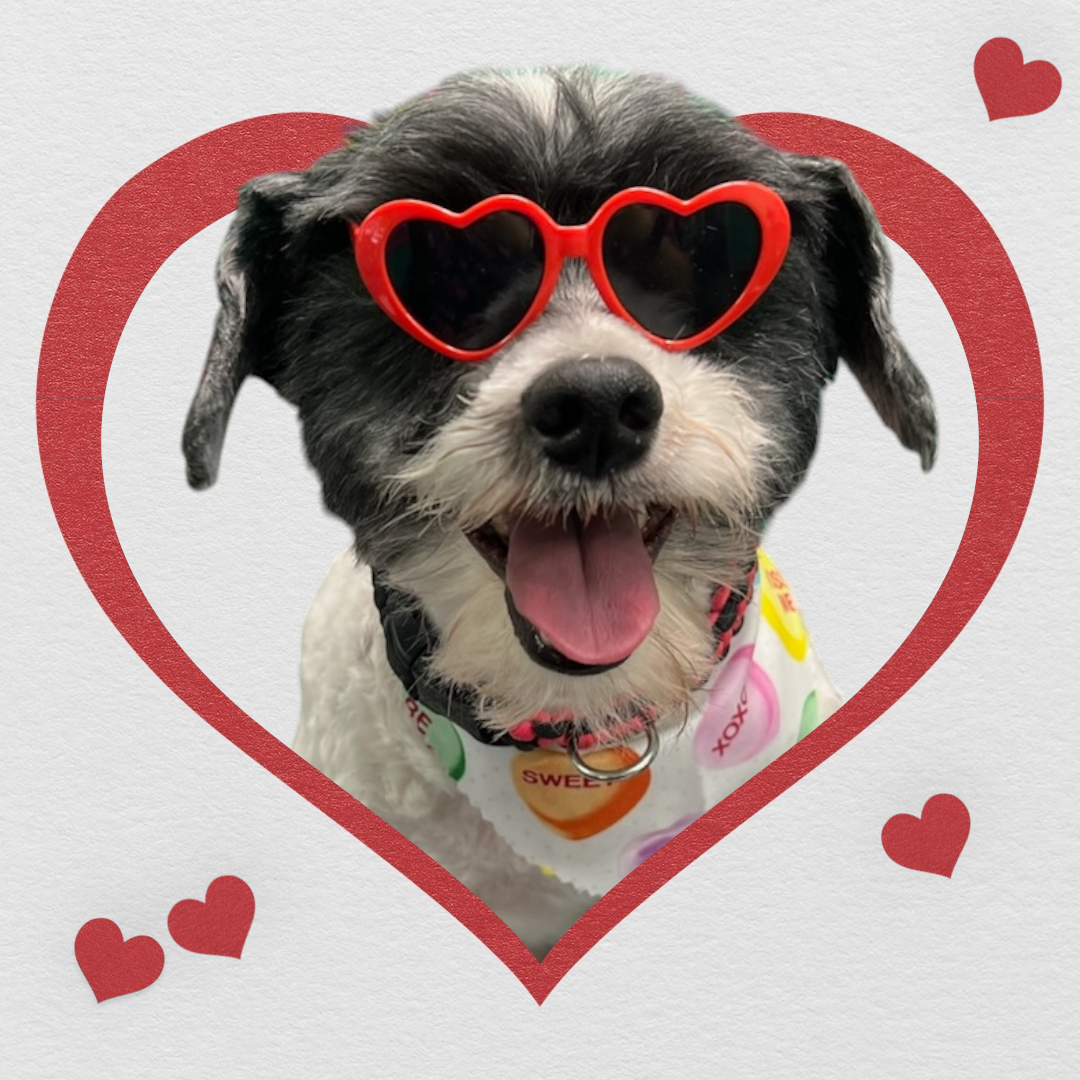 A female veterinarian is holding a french bulldog puppy in her arms.