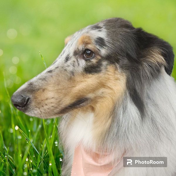 A collie dog is standing in the grass and looking at the camera.