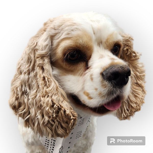 A brown and white cocker spaniel with its tongue out