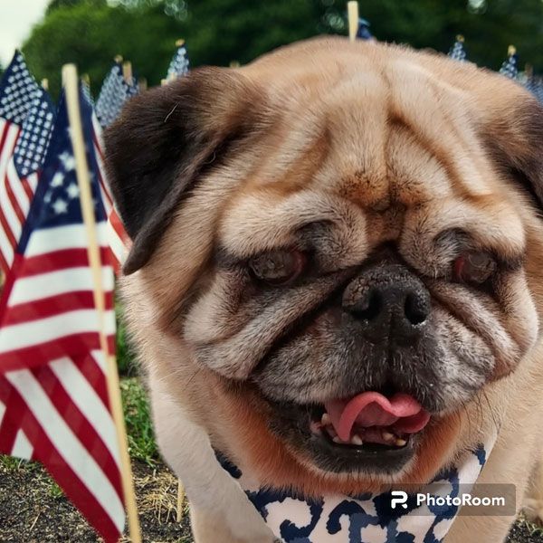 A pug dog is standing in front of american flags