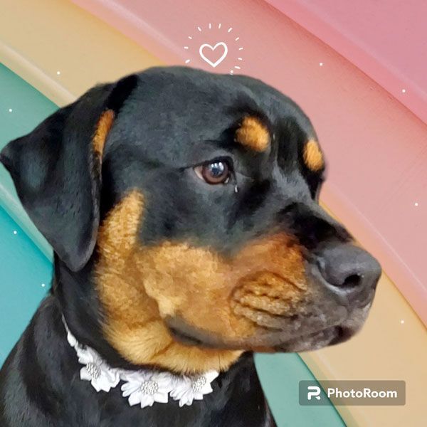 A close up of a dog with a heart above its head